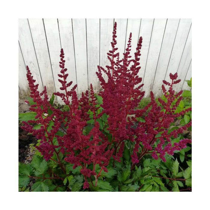 Astilbe de Chine 'Vision in Red' - Astilbe chinensis 'Vision in Red'