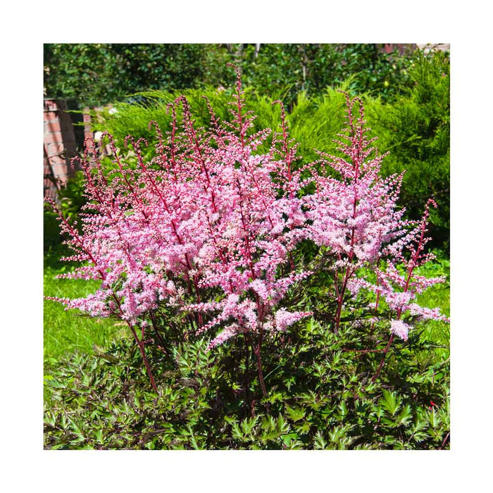 Astilbe du Japon 'Delft Lace' - Astilbe japonica 'Delft Lace'