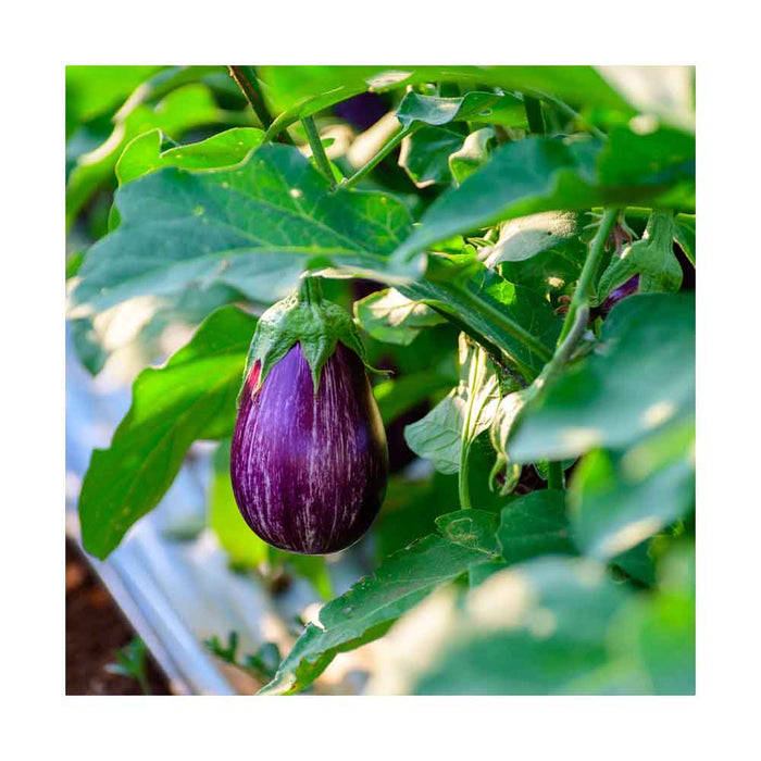 Aubergine Bic.Italienne - Plant dans pot de 4 po