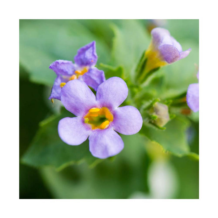 Bacopa Méga Bleu - Pot de 4 po