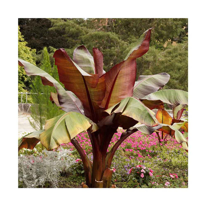 Bananier rouge 'Maurelii' - Pot de 6 po