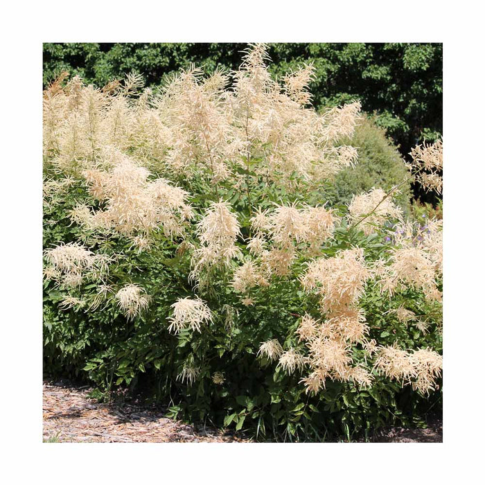 Barbe de bouc - Aruncus sylvestris 'Dioicus'