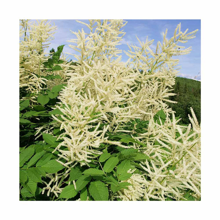 Barbe de bouc 'Fairy Hair' - Aruncus sylvestris 'Fairy hair'