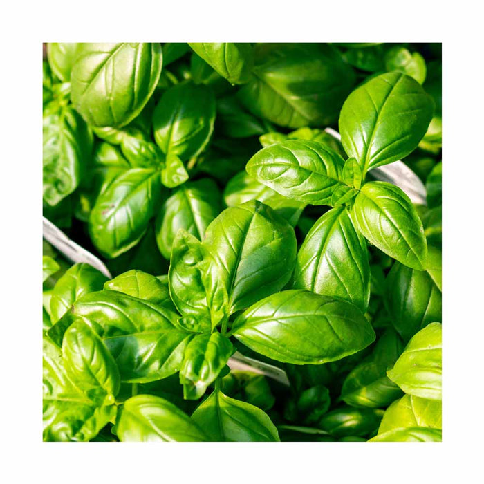 Basilic Genovese - Plant dans pot de 4 po