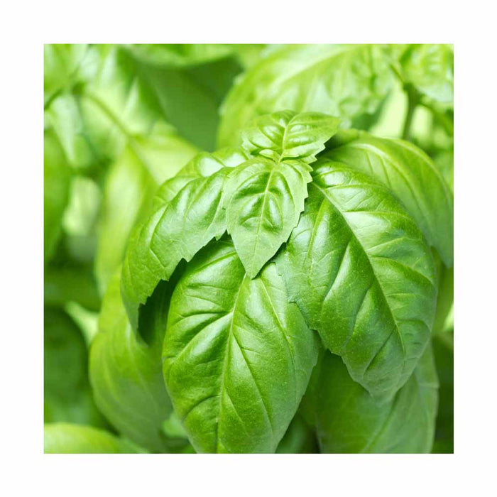 Basilic Italienne - Plant dans pot de 4 po