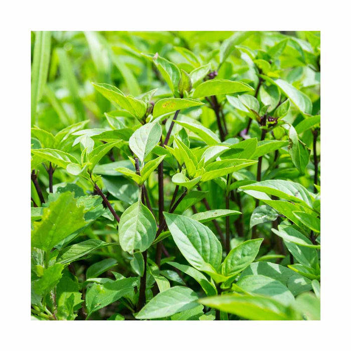 Basilic Thaïlandais - Plant dans pot de 4 po