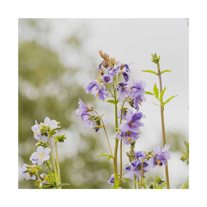 Bâton de Jacob 'Touch of Class' - Polemonium 'Touch of Class'