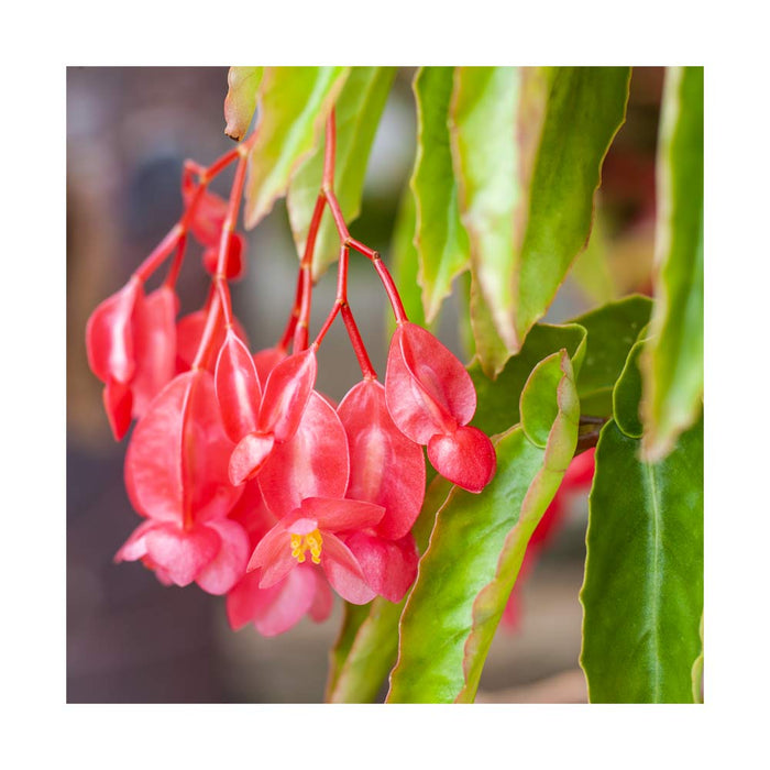 Bégonia 'Canary Wings' Rose - Pot de 4 po