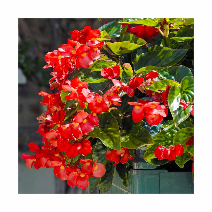 Bégonia 'Dragon Wings' Rouge - Pot de 4 po