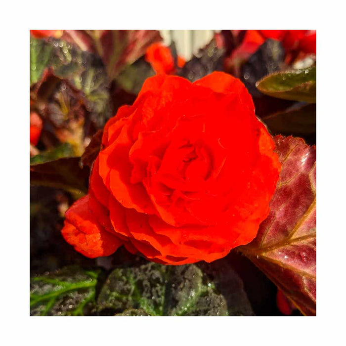 Bégonia tubéreux Rouge - Pot de 4 po