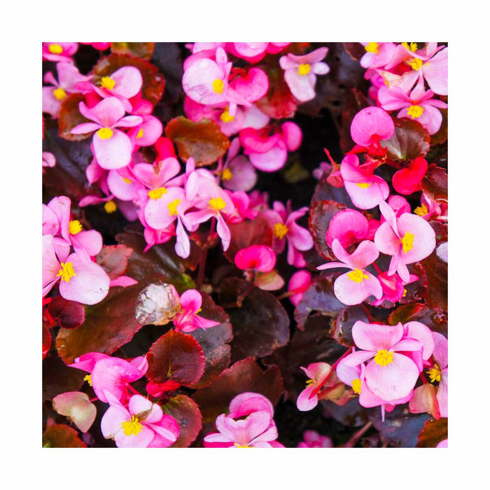 Bégonia 'Big Bronze leaf' Rose - Pot de 4 po