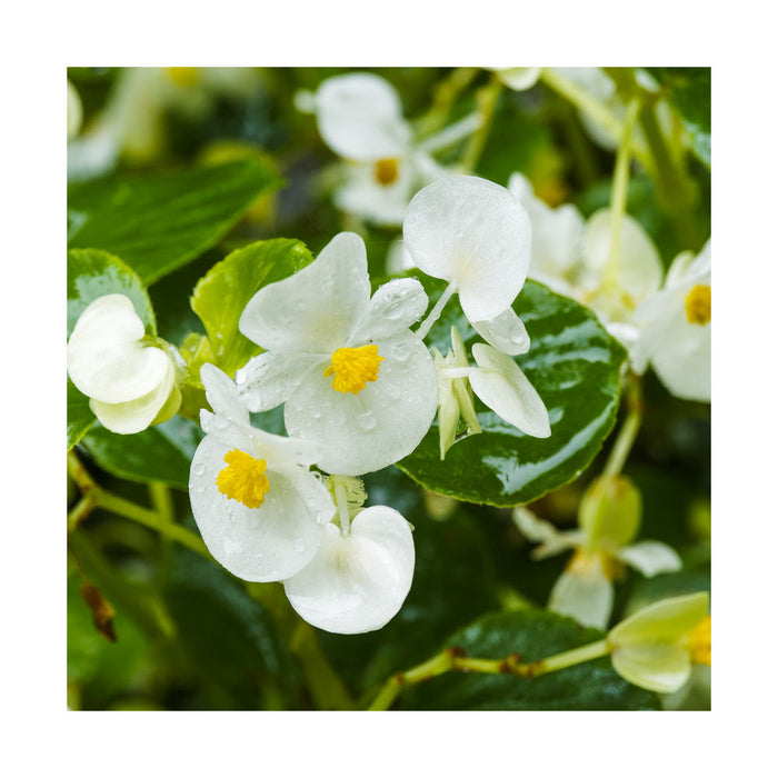 Bégonia 'Big Green leaf' Blanc - Pot de 4 po