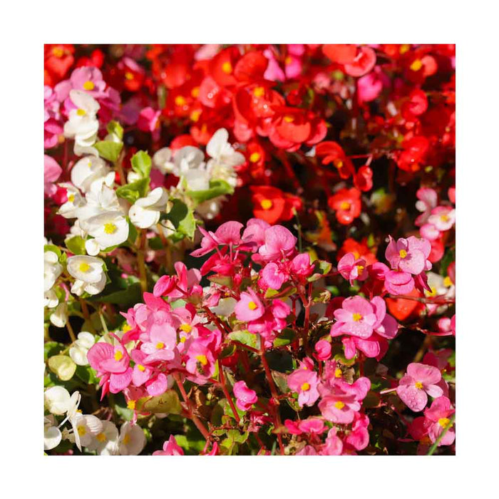 Bégonia 'Maestro' Mix - Caissette