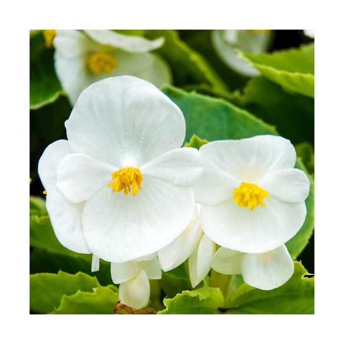 Bégonia 'Super Olympia' Blanc - Caissette