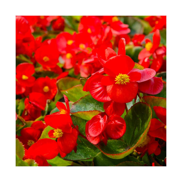 Bégonia 'Super Olympia' Rouge - Caissette