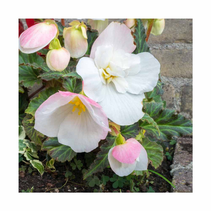 Bégonia tubéreux 'Appleblossom' - Pot de 4 po