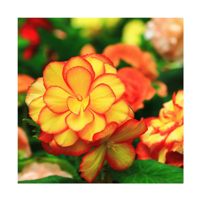 Bégonia tubéreux 'Fire' - Pot de 4 po