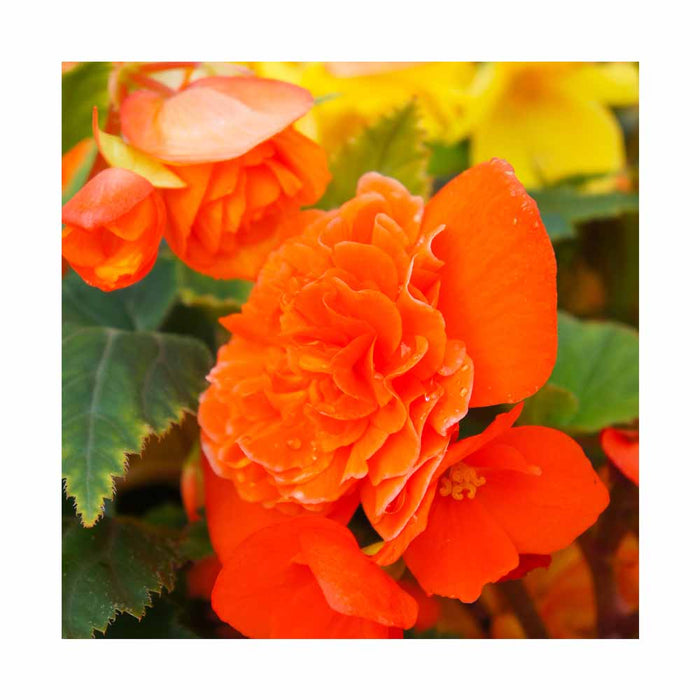 Bégonia tubéreux 'Mocca Bright Orange' - Pot de 4 po
