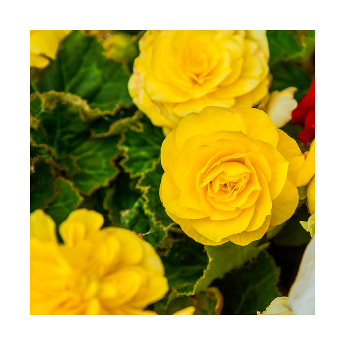 Bégonia tubéreux 'Mocca Yellow' - Pot de 4 po