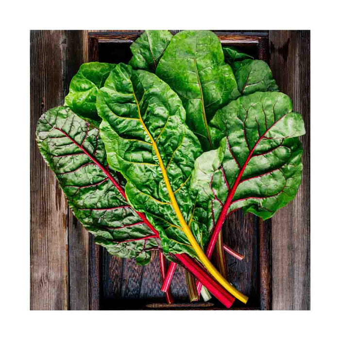 Bette à Carde Couleurs - Plant dans pot de 4 po