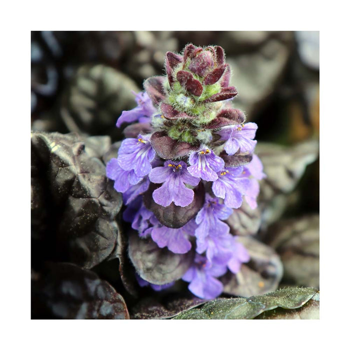 Bugle rampant 'Black Scallop'  - Ajuga reptans 'Black Scallop'