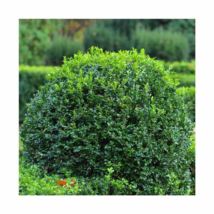 Buis 'Green Gem' - Buxus 'Green Gem'