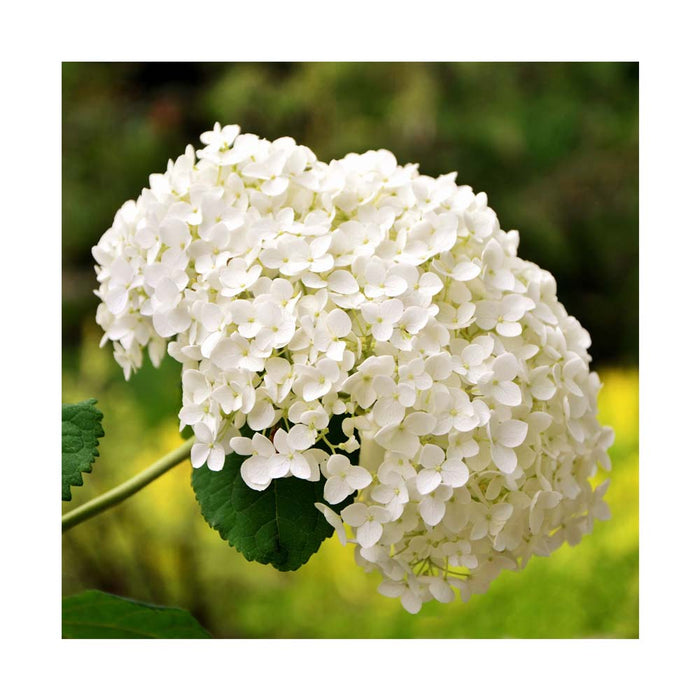 Hydrangée arborescente 'Annabelle' - Hydrangea arborescens 'Annabelle'