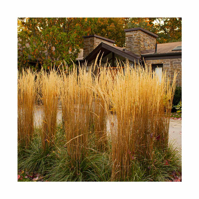 Calamagrostide 'Avalanche' - Calamagrostis acutiflora 'Avalanche'