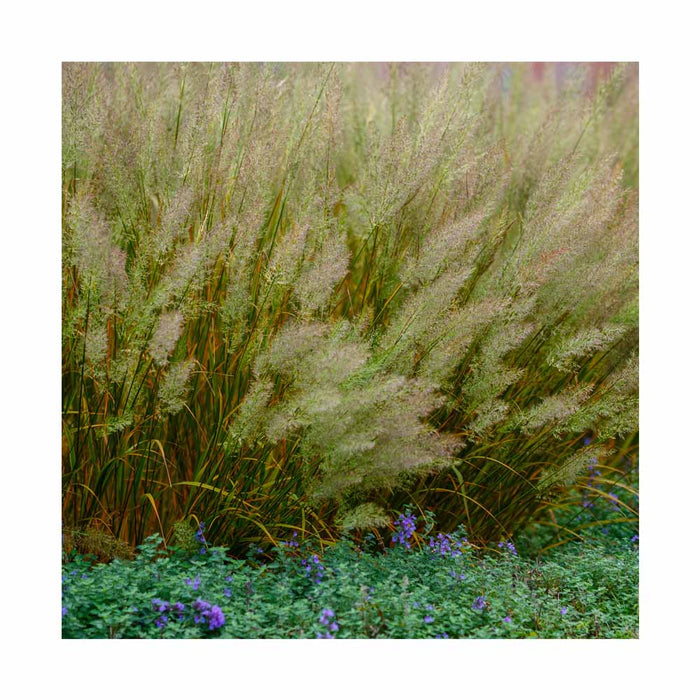 Calamagrostide 'Brachytricha' - Calamagrostis arund. 'Brachytricha'