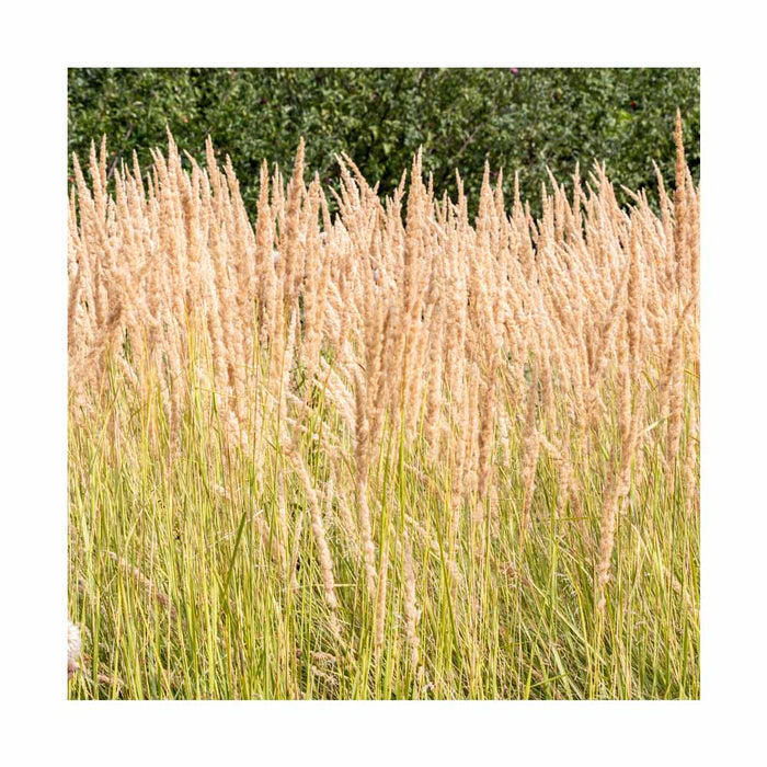 Calamagrostide 'Karl Foerster' - Calamagrostis acutiflora 'Karl Foerster'