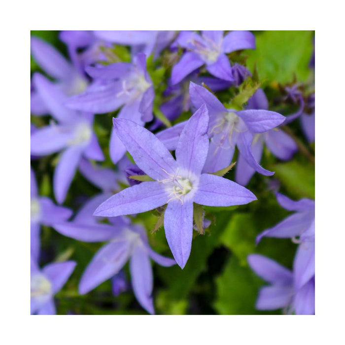 Campanule 'Blue Waterfall' - Campanula poscharskyana 'Blue Waterfall'