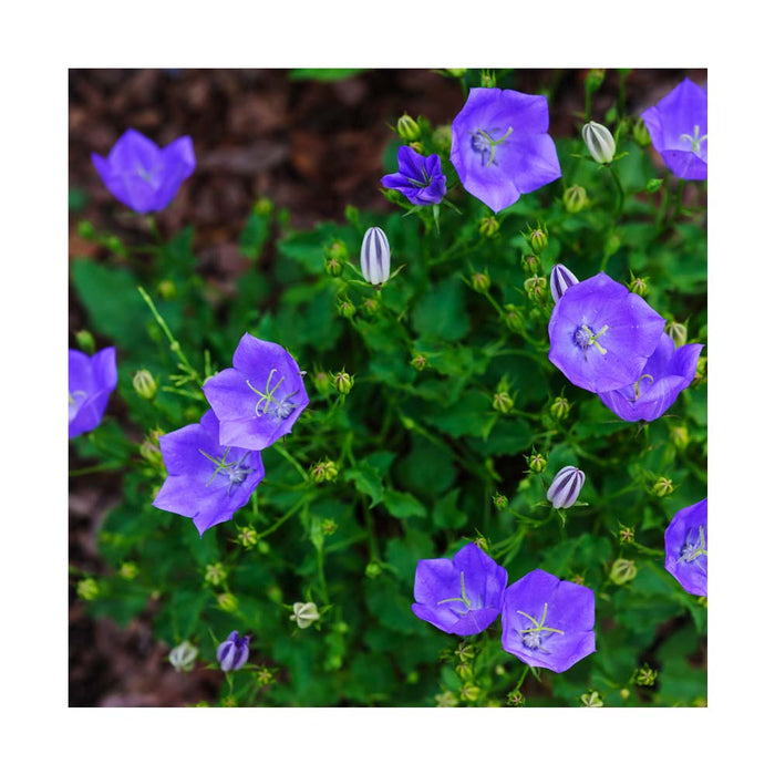Campanule 'Rapido Blue' - Campanula carpatica 'Rapido Blue'