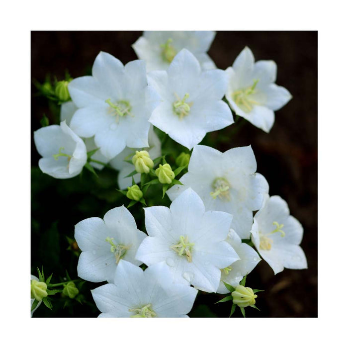 Campanule 'Rapido White' - Campanula carpatica 'Rapido White'