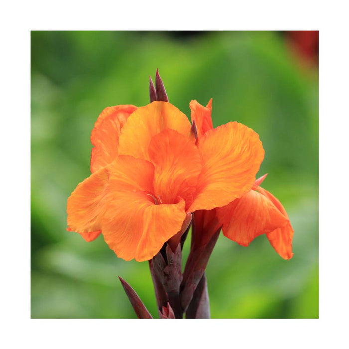 Canna 'Cannova Bronze Orange' - Pot de 6 po