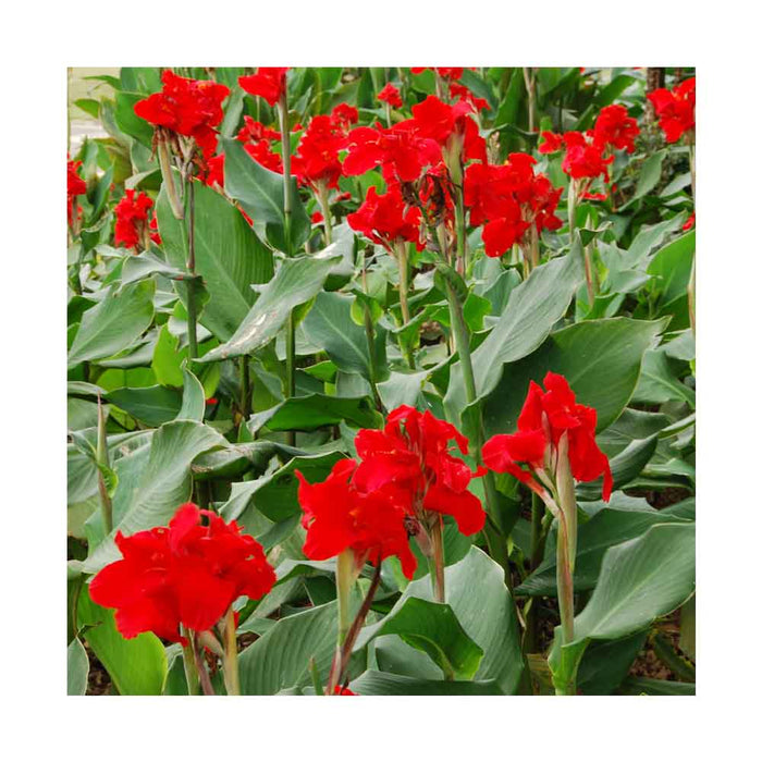 Canna 'South Pacific Scarlet' - Pot de 6 po