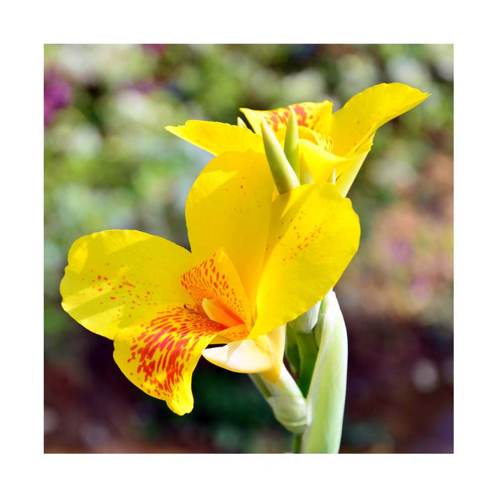 Canna 'Tropical' Jaune - Pot de 6 po