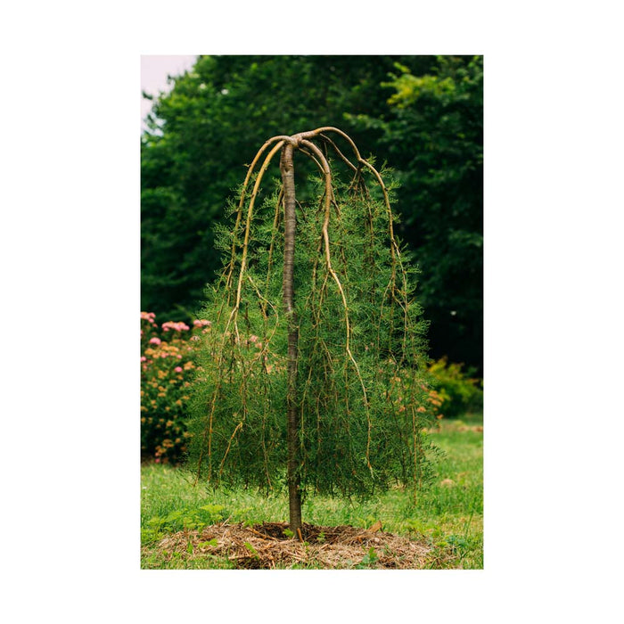 Caraganier pleureur sur tige -  Caragana arborescens 'Pendula' sur tige