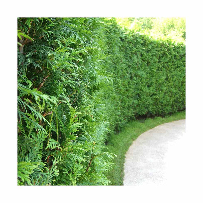 Cèdre blanc cultivé - Thuya occidentalis