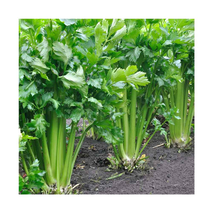 Céleri - Plant dans pot de 4 po