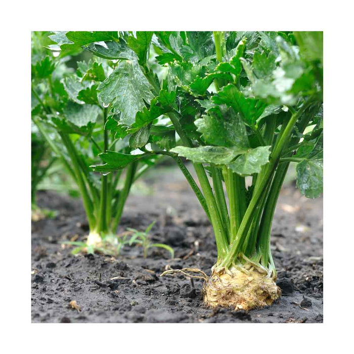 Céleri-Rave - Plant dans pot de 4 po