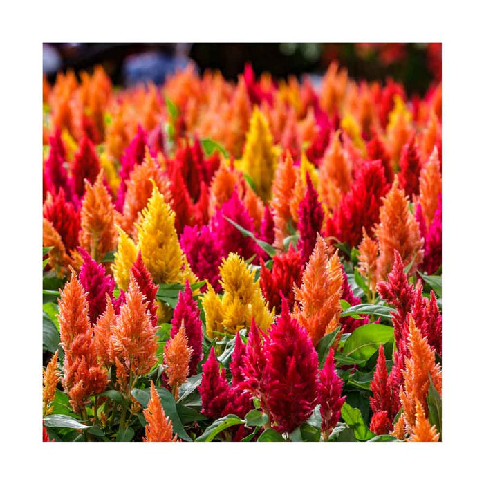 Celosia 'Fresh look' Mix - Caissette