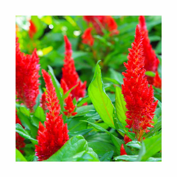 Celosia 'New Look' Rouge - Caissette