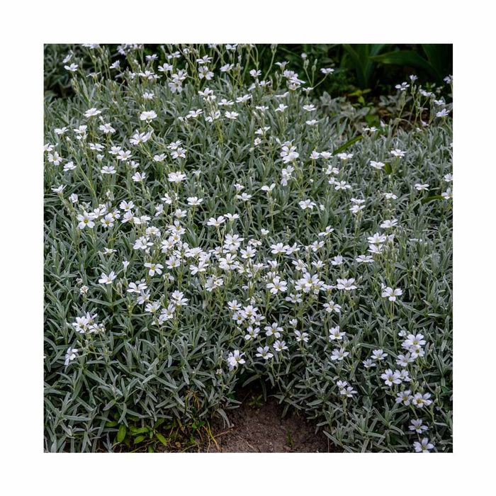 Céraiste Cotonneux - Cerastium Tomentosum