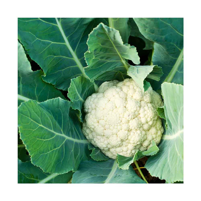 Chou-Fleur - Caissette de 9 plants