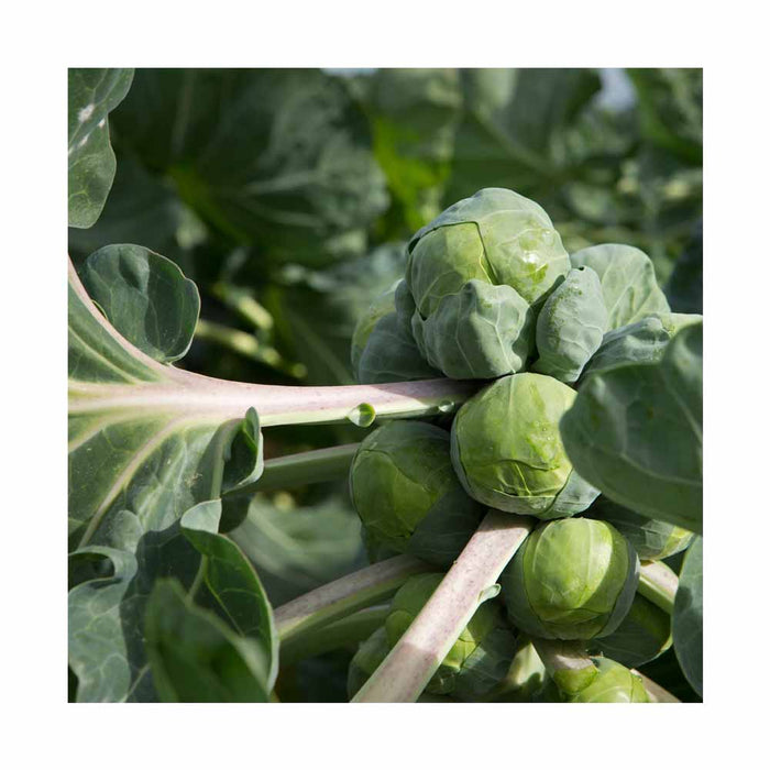 Chou de Bruxelles - Caissette de 9 plants