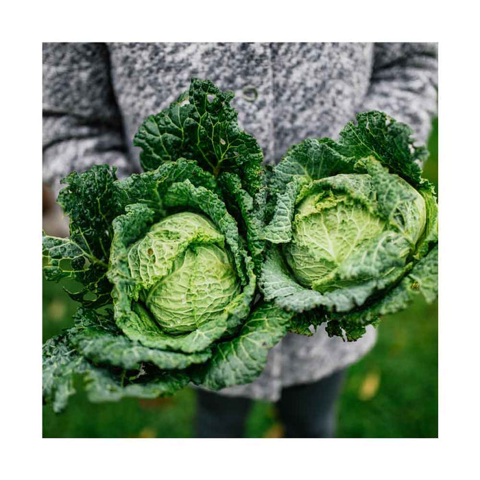 Chou de Savoie - Caissette de 9 plants