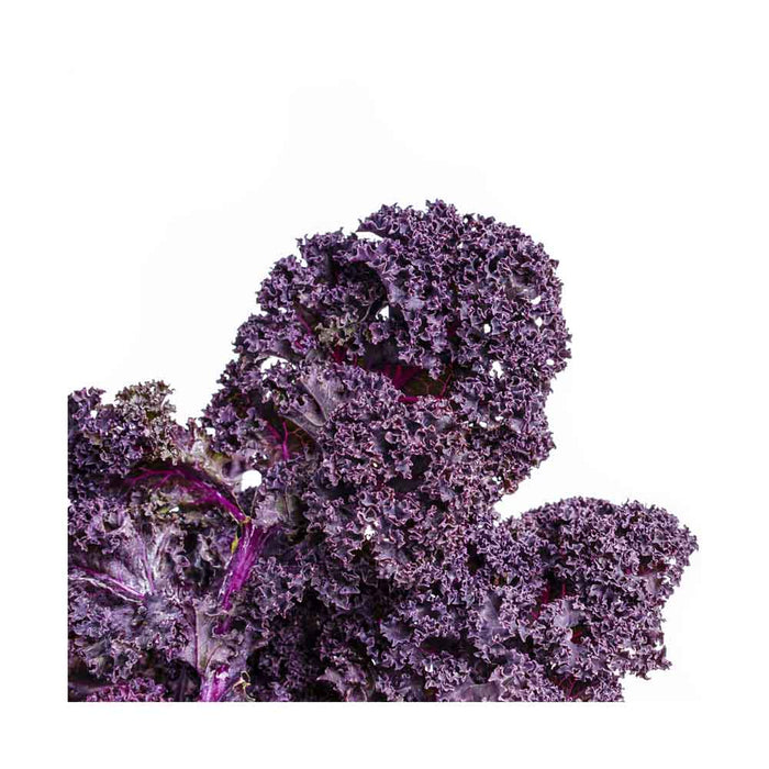 Chou Kale Rouge - Caissette de 9 plants
