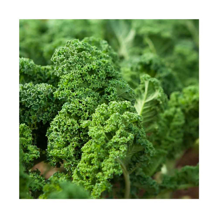 Chou Kale Vert - Caissette de 9 plants