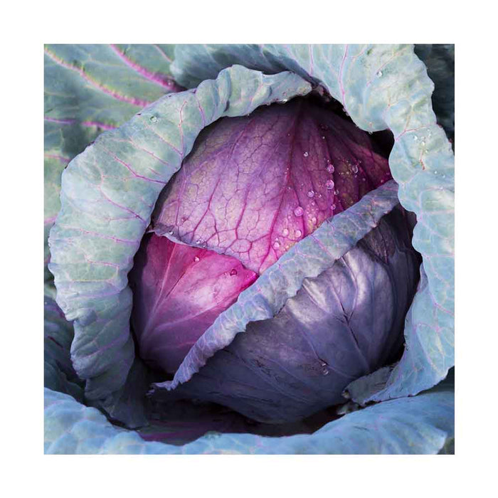 Chou Rouge - Caissette de 9 plants
