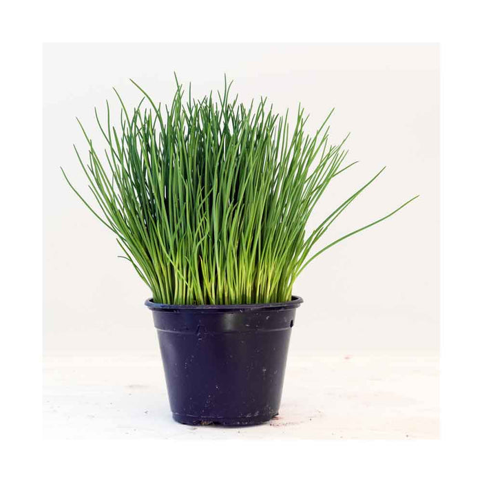 Ciboulette - Plant dans pot de 4 po